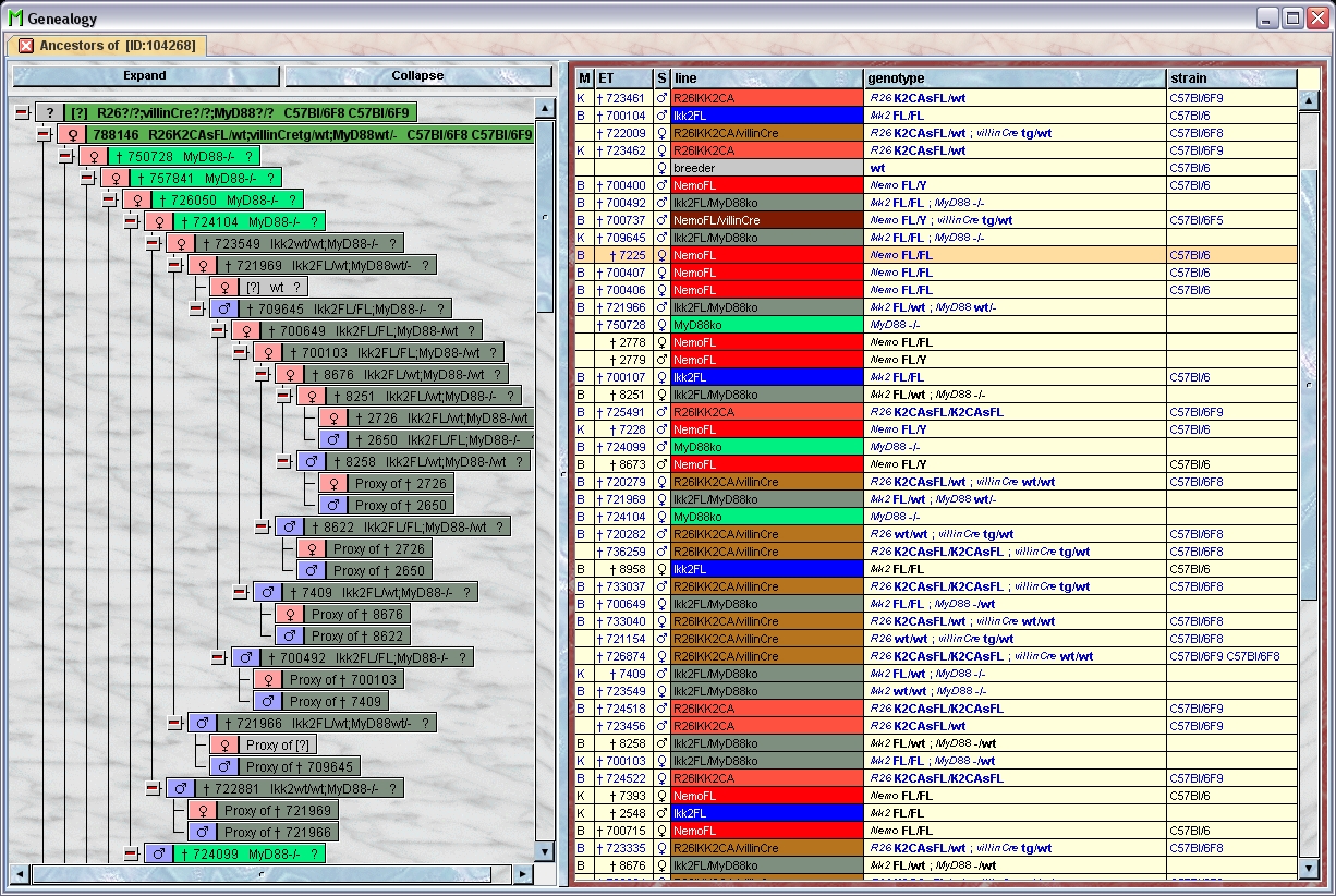 Mausoleum pedigree chart